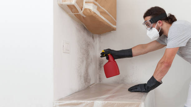 Professional Basement Mold Removal technician working in Louisville, TN