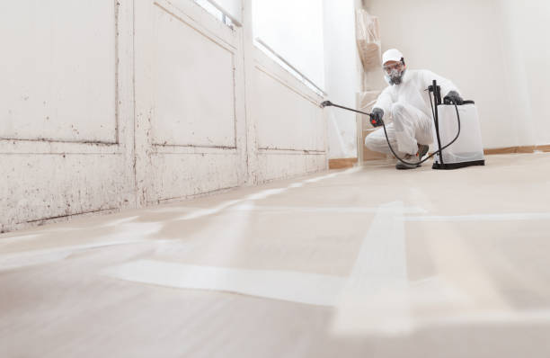 24/7 Emergency Basement Mold Removal experts in Louisville, TN