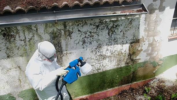 Top rated local Basement Mold Removal specialists in Louisville, TN